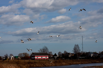 gulls flying over the river in early spring