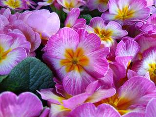 Primrose 'Lipstick'