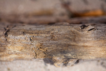 Fragment drewna