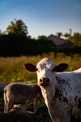 Natures little friends