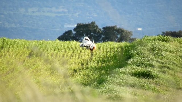 Great Bustard male,  Otis tarda 


