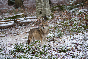 Wolf Rudelanführer streift durch den winterlichen Wald und sieht sich um 