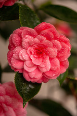 Flor rosa con petalos llenos de gotas de agua