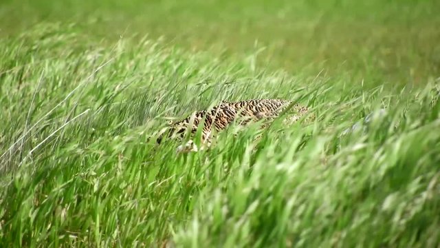  Great Bustard, female (Otis tarda)
