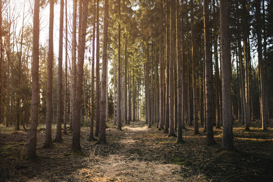 Spruce monoculture forest in the Czech republic. Beautiful nature and detail of stem. 