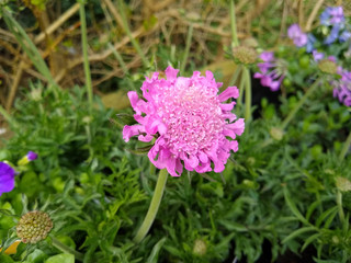 Obraz premium Scabiosa columbaria 'Pink'