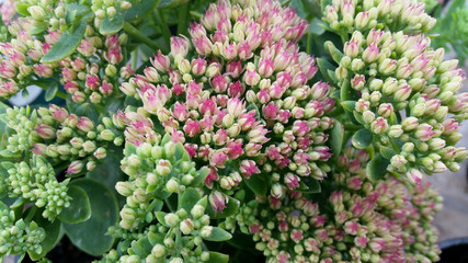Fototapeta premium Sedum spectabile 'Autumn Joy'