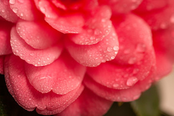 Flor rosa con petalos llenos de gotas de agua