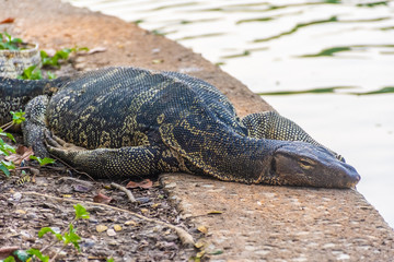 Wild monitor lizard in Lumphini Park, Bangkok, Thailand