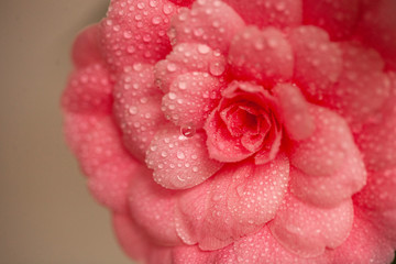 Flor rosa con petalos llenos de gotas de agua