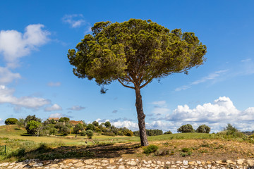Fototapeta premium Beautiful golf course under a blue sky with clouds 