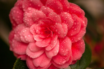 Flor rosa con petalos llenos de gotas de agua