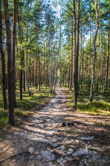 Obraz premium Pine trees in a forest in the summer