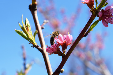Bee on a beautiful peach blossom in a sunny spring day, with blue sky background
