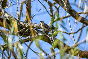 Vendée, France: Black Flycatcher (Ficedula hypoleuca)