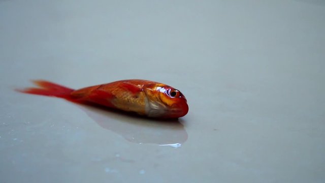 Closeup of a red goldfish falling on the ground, jumping fish
