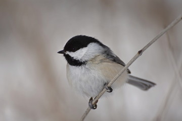 Obraz premium chickadee