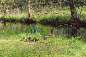 Obraz na płótnie Canvas Family of ducks at the water channel