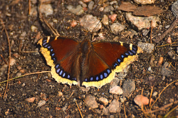 butterfly