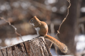 squirrrel