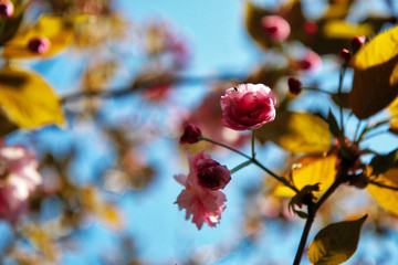 Finalmente primavera! Primo piano di albero di ciliegio da fiore (Prunus serrulata), fioritura sul fondo azzurro del cielo