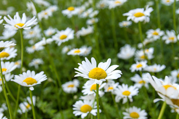 Obraz na płótnie Canvas White daisy flowers