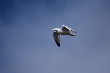 gull