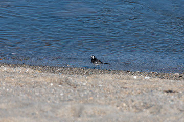 Pied wagtail on the beach in Cornwall in spring 