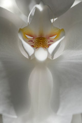 Orchidea bianca inquadratura creativa