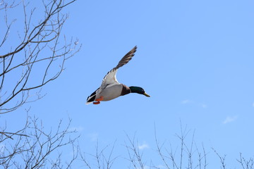 duck