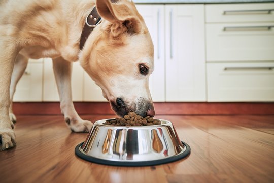 Can Dogs Safely Consume Black Beans? A Guide to Nutritious Human Foods Safe or not? Feeding black beans to your furry friend - find out here