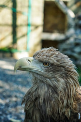 forest eagle in a zoo