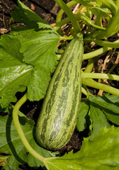zucchini growing on a vine