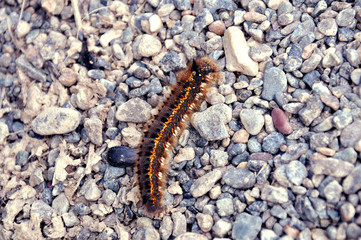 caterpillar on the stone