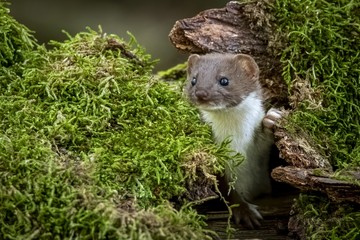 Closeup shot of a cute least weasel hiding in a tree hollow surrounded with grass