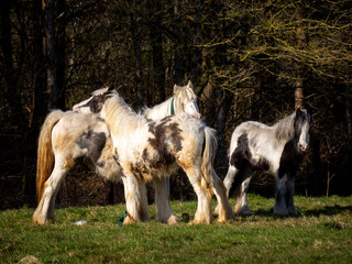 Obraz premium Wild horses on a mountain in the welsh brecon beacons park countryside, Wales, UK