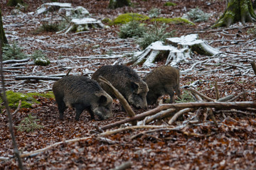 Wildschwein Eber Rudel beim Fressen im Wald im Winter