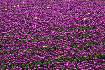 blühendes Tulpenfeld in den Niederlanden im Frühling