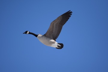 canadian goose