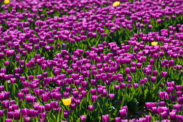 blühendes Tulpenfeld in den Niederlanden im Frühling