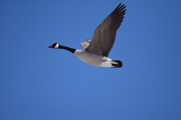 canadian goose