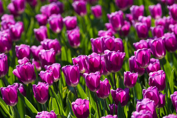 blühendes Tulpenfeld in den Niederlanden im Frühling © Christian Schwier