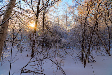 Evening in the winter forest.