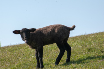 Schwarzes Lamm auf dem Deich
