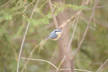 bird