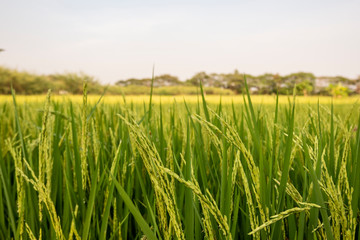 Rice field in nature background of Thailand 