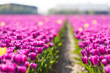 blühendes Tulpenfeld in den Niederlanden im Frühling