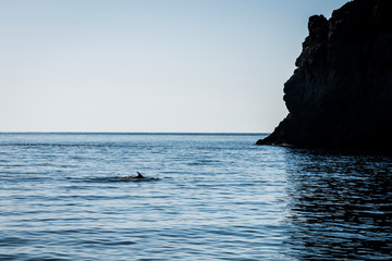 Dolphine in Filicudi