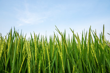 Obraz premium Rice field in nature background of Thailand 