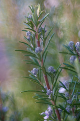 blooming branches of rosemary